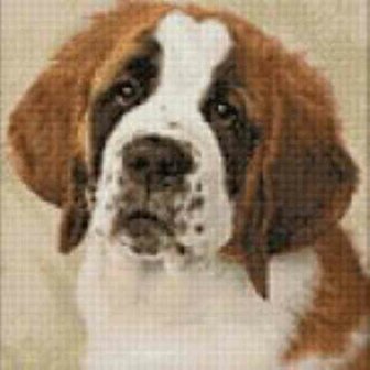 St Bernard Pup 30 x40