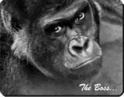 SILVERBACK GORILLA THE BOSS Muismat