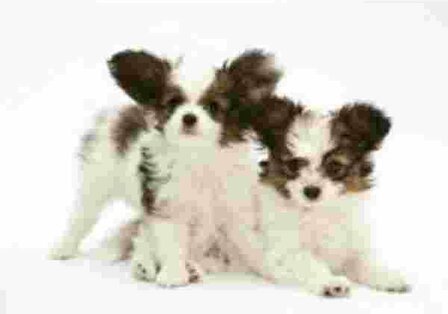 2 Papillon Pups Muismat Advanta