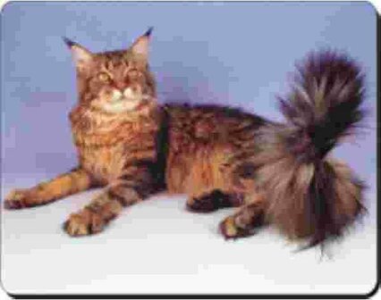 Muismat Maine Coon  liggend Advanta