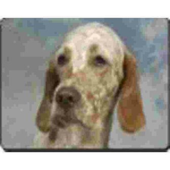 English setter Muismat