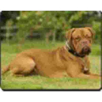 Dogue de bordeaux Muismat