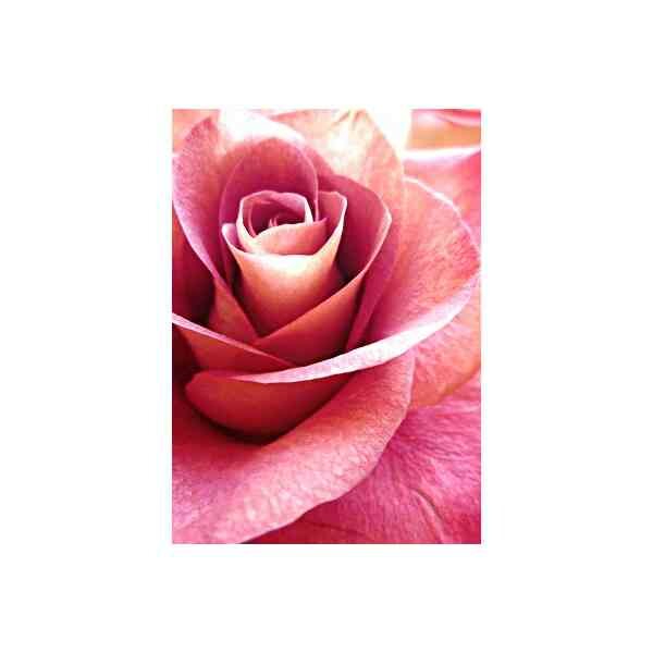 Diamond  Painting  Pink Rose 27x38