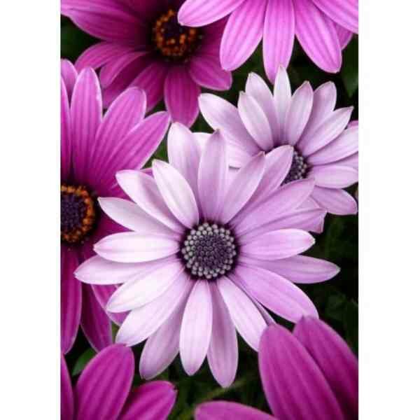 Diamond Painting Purple Daisies