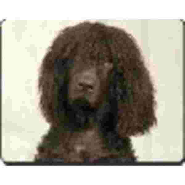 Ierse water spaniel Muismat