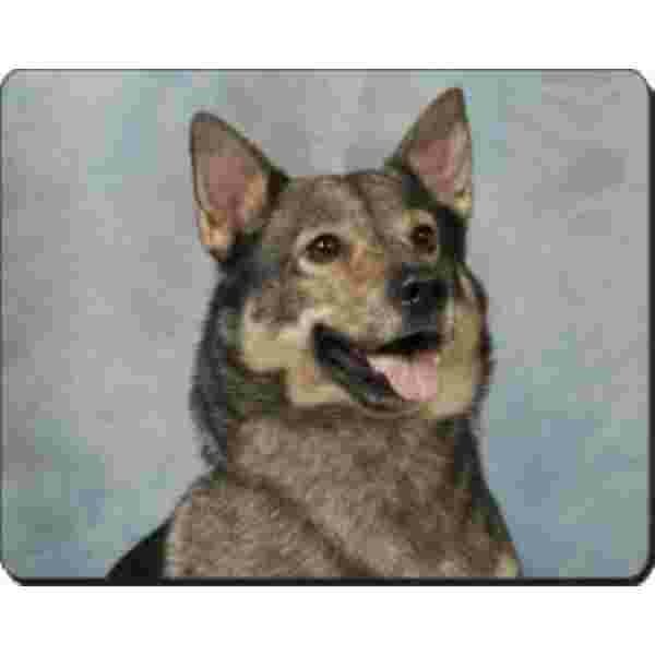 Swedish vallhund Muismat