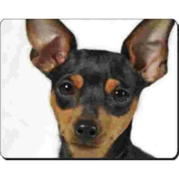 Dwergpinscher  Muismat