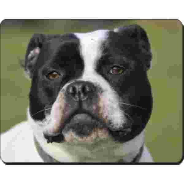 Staffordshire Bull Terrier Muismat