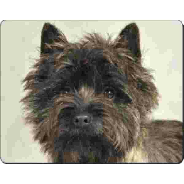 Brindle Cairn Terrier Muismat