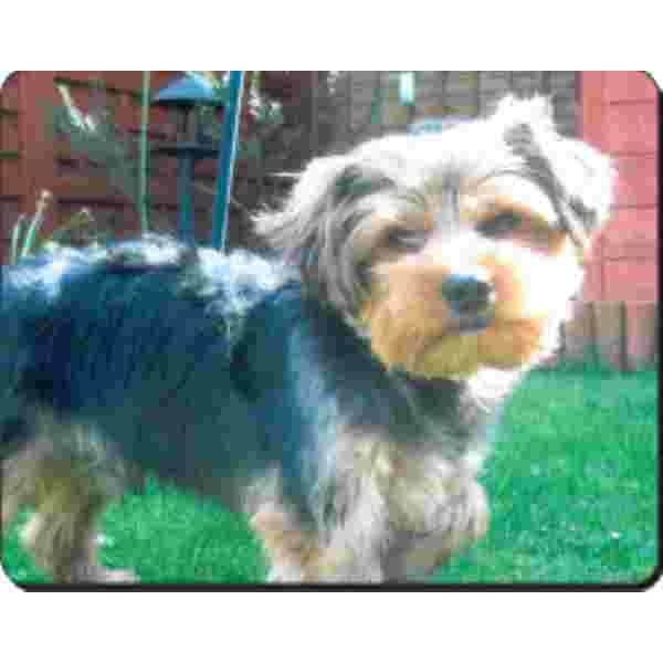 Yorkshire Terrier Muismat