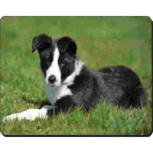 Border Collie Muismat