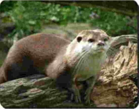 Otter Muismat  Advanta