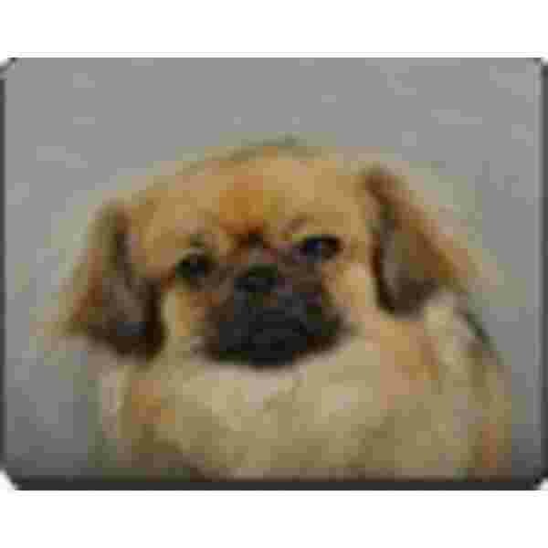 Tibetan Spaniel Muismat