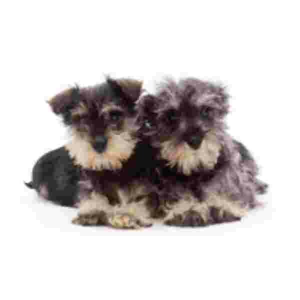 2 Schnautzer Pups Muismat