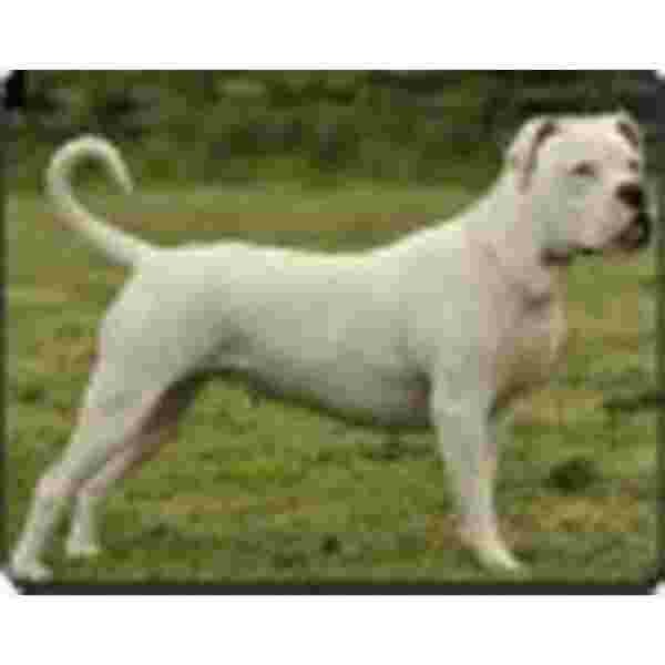 American Bull Terrier  Muismat