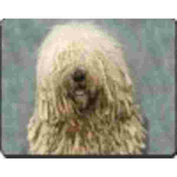 Komondor Muismat