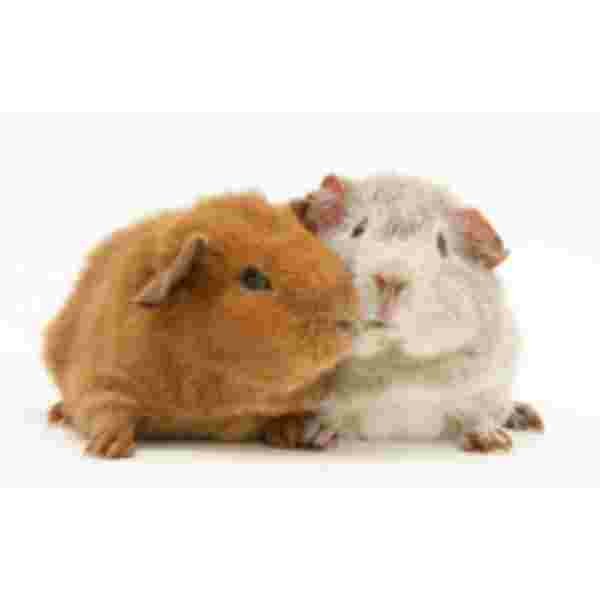 2 Guinese Biggetjes Muismat