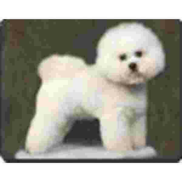 Bichon Frise Muismat