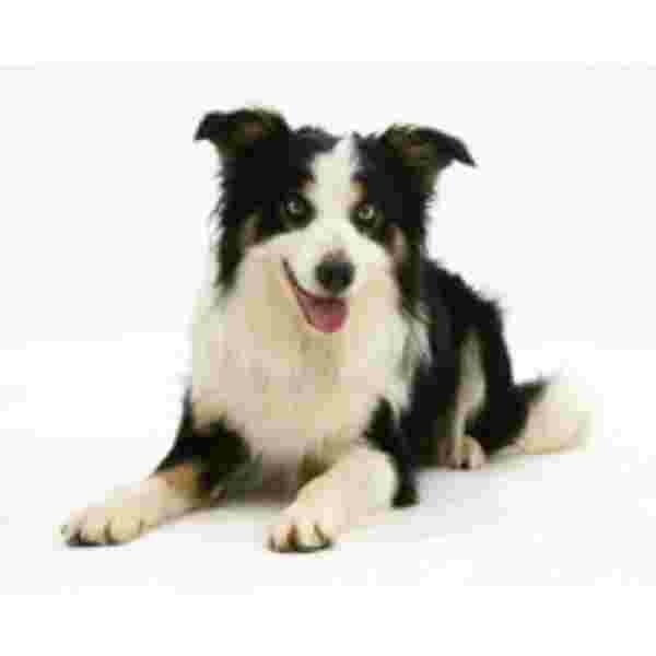 Border Collie Tri-colour Muismat