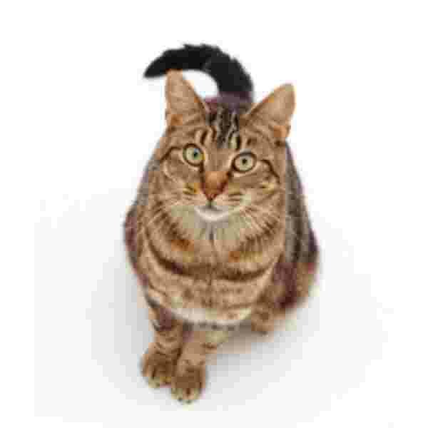 Bruine Tabby poes Muismat