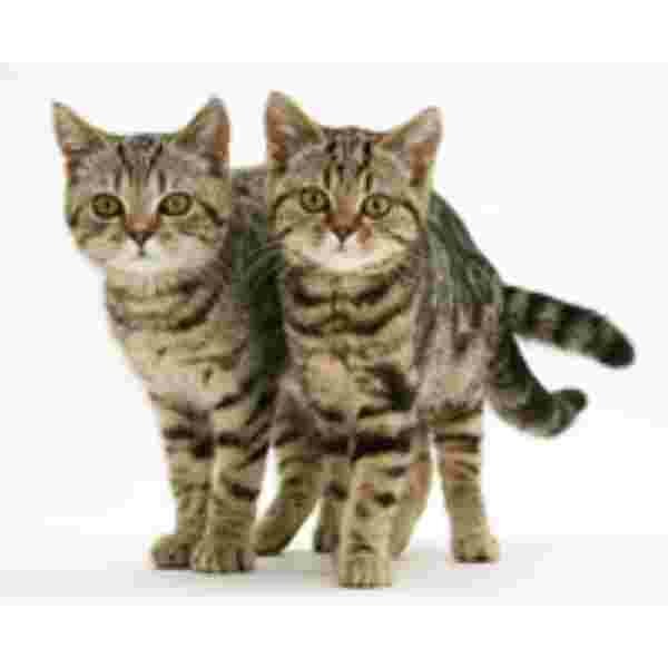 2 Bruine Tabby Poezen  Muismat