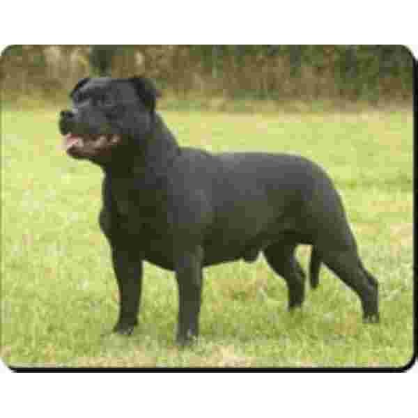 Muismat Stafordshire Bull Terrier