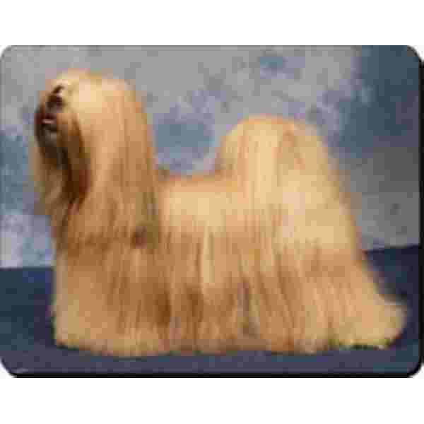 Muismat Lhasa apso Advanta