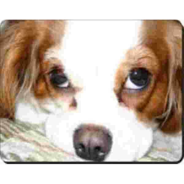 Cavalier King Charles Muismat