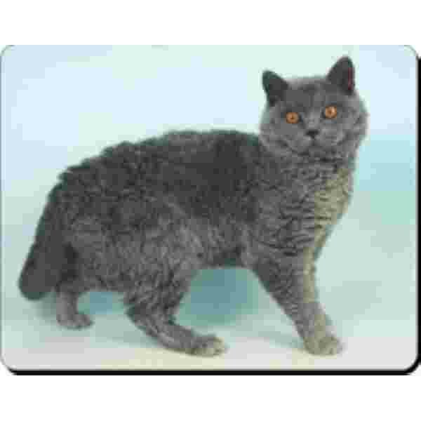  Selkirk Rex Blauw Muismat