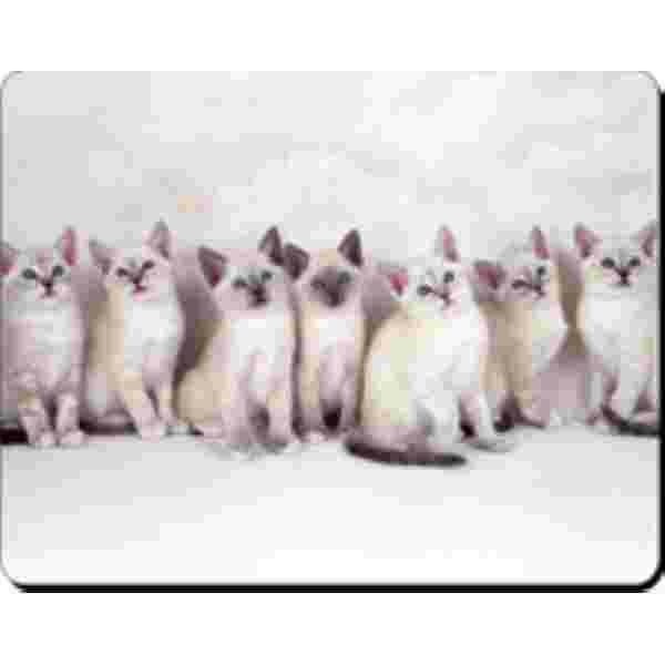 Snowshoe Kittens muismat