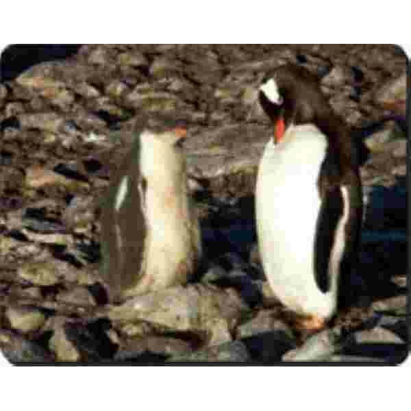 2 Pinguins Muismat