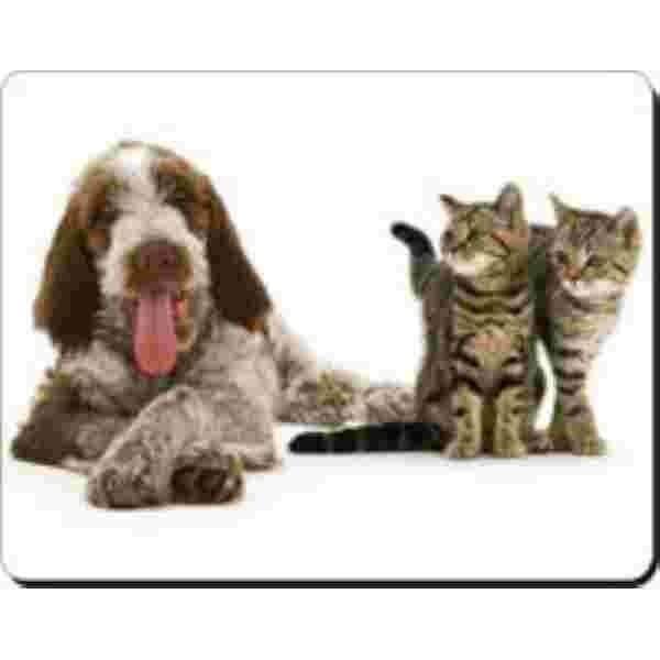 Iitaliaanse spinone + 2 katten Muismat