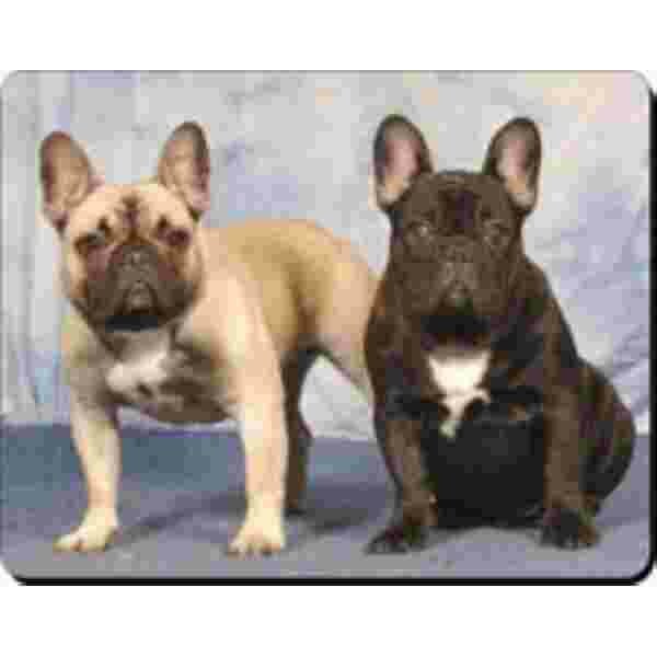 2 Franse Bulldogs Muismat