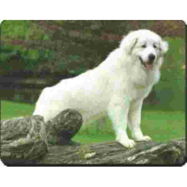 Pyreneese Berghond Muismat