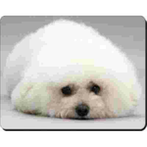 Bichon Frise Muismat