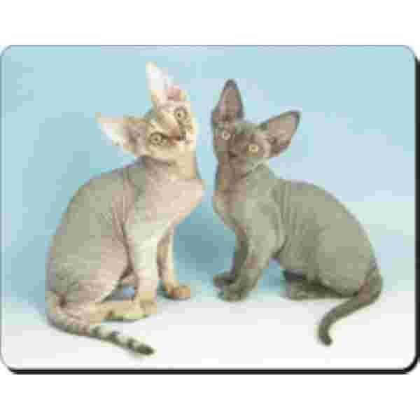 2 Devon Rex Katten Muismat