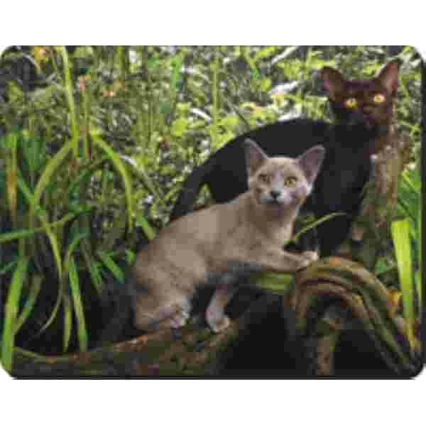 2 Burmese Katten Muismat