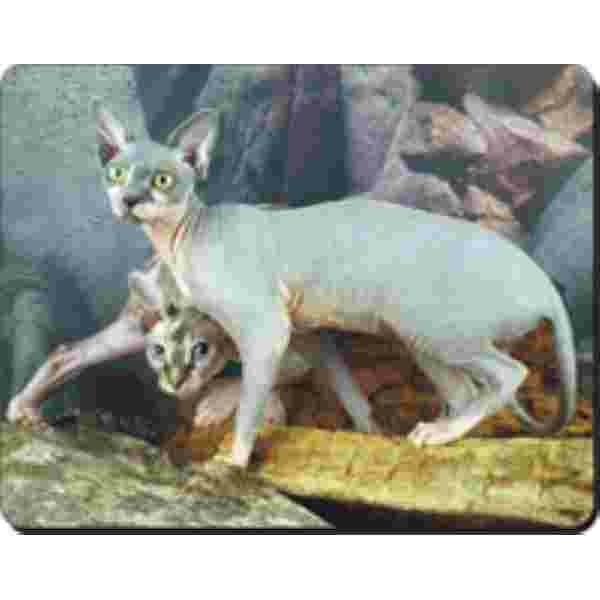 2 Sphynx Katten Muismat