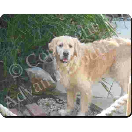 Golden Retriever  Muismat