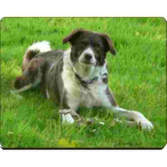 Border Collie Muismat