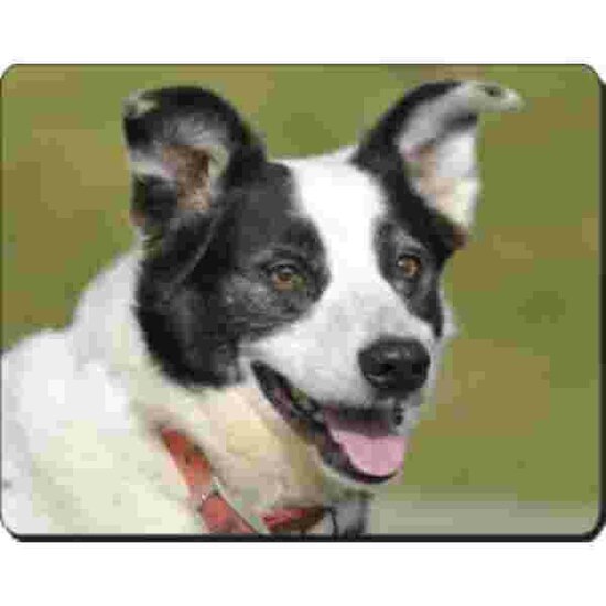 Border Collie Muismat