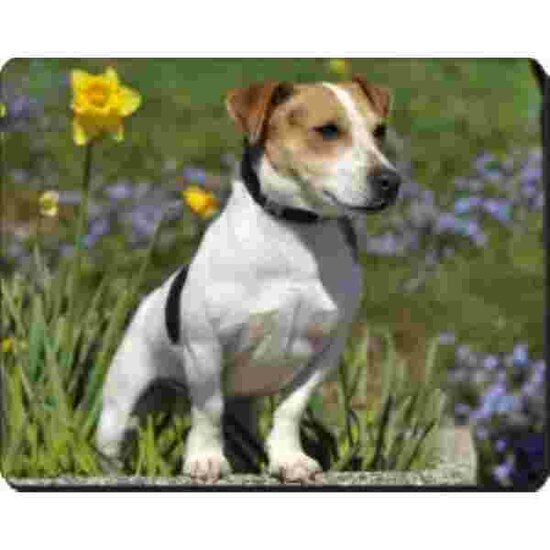 Jack Russel Muismat