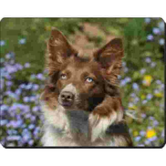 Border Collie Muismat