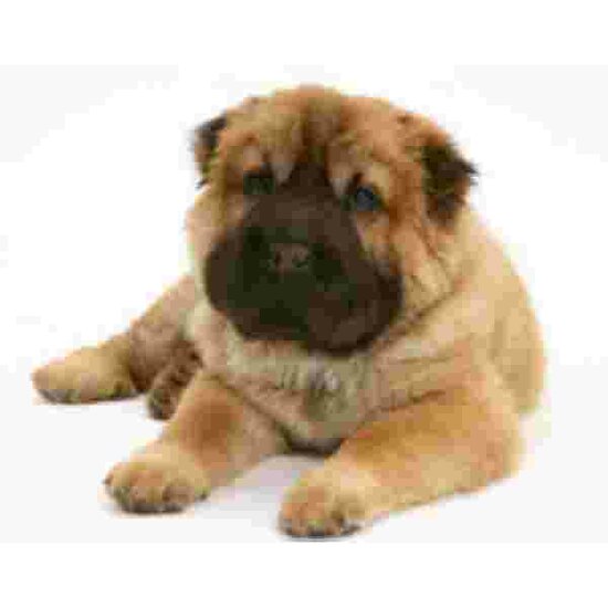 Bear Coated Shar-Pei  Muismat