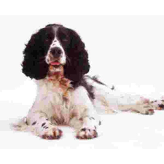 Zwart witte springer spaniel Muismat