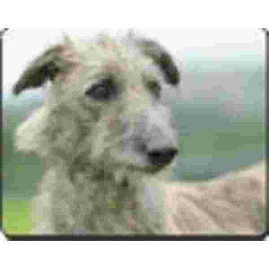 Rough Coated Lurcher Muismat