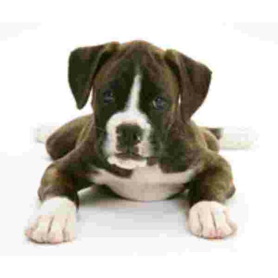 Brindle boxer pup Muismat