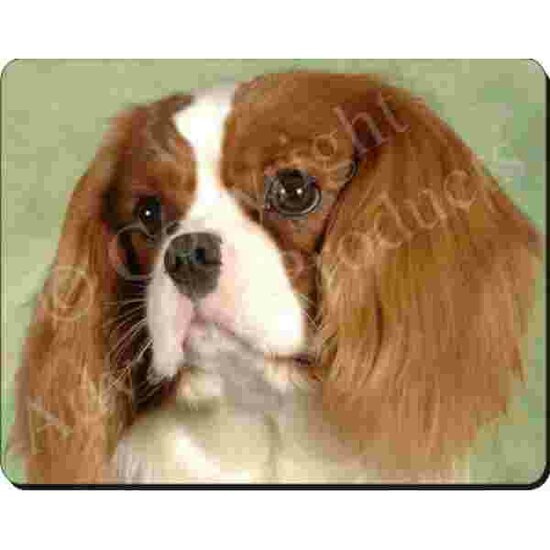 Cavalier King charles Muismat