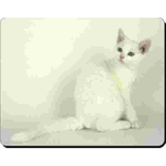 American Wirehair Muismat