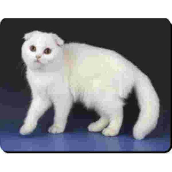 Scottish Fold Wit Muismat